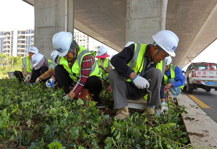 8、東環(huán)路高架下常春藤種植中.JPG